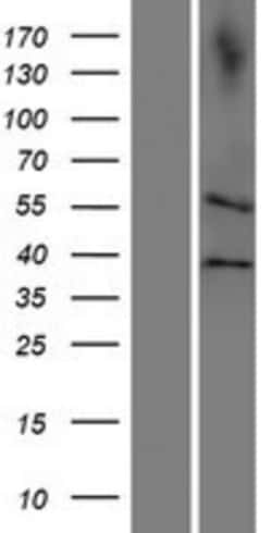 Novus Biologicals&trade;&nbsp;CDC20B Overexpression Lysate
