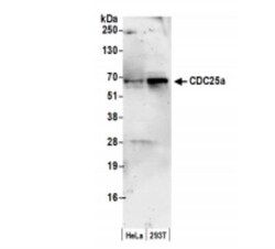 CDC25A Antibody, Novus Biologicals 0.1mg; Unlabeled:Antibodies, Polyclonal