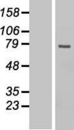 Novus Biologicals&trade;&nbsp;CDC25B Overexpression Lysate