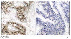 CDC25C, p Ser216 Antibody, Novus Biologicals 0.025 mL; Unconjugated:Antibodies,