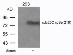 CDC25C, p Ser216 Antibody, Novus Biologicals 0.025 mL; Unconjugated:Antibodies,