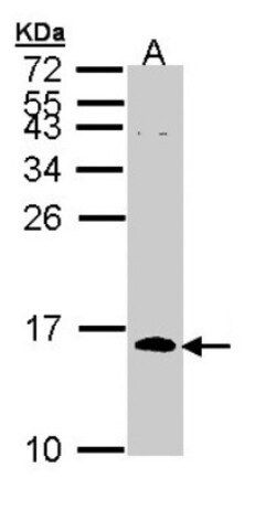 CDC26 Antibody, Novus Biologicals 0.1mg; Unlabeled:Antibodies, Polyclonal