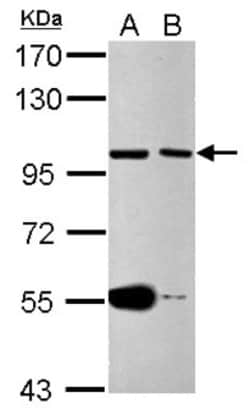 Cdc27 Antibody, Novus Biologicals 0.1mL; Unlabeled:Antibodies, Polyclonal