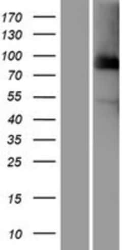 Novus Biologicals&trade;&nbsp;Cdc27 Overexpression Lysate