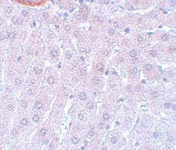 Cdc27 Antibody - BSA Free, Novus Biologicals 0.025 mg, Unconjugated:Antibodies,