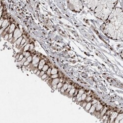 Cdc27 Antibody, Novus Biologicals 0.1mL; Unlabeled:Antibodies, Polyclonal
