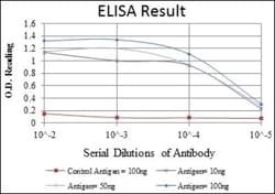 CDC2/CDK1 Antibody (2G9), Novus Biologicals:Antibodies:Primary Antibodies
