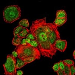 CDC2/CDK1 Antibody (2G9), Novus Biologicals:Antibodies:Primary Antibodies