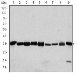 CDC2/CDK1 Antibody (2G9), Novus Biologicals:Antibodies:Primary Antibodies