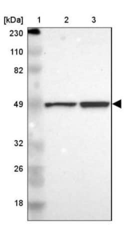 CDC37 Antibody, Novus Biologicals 0.1mL; Unlabeled:Antibodies, Polyclonal