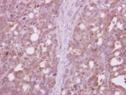 CDC37L1 Antibody, Novus Biologicals 0.1mL; Unlabeled:Antibodies, Polyclonal