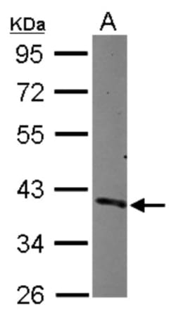 CDC37L1 Antibody, Novus Biologicals 0.1mL; Unlabeled:Antibodies, Polyclonal