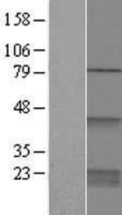 Novus Biologicals&trade;&nbsp;CDC42 Overexpression Lysate