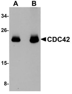 CDC42 Antibody - BSA Free, Novus Biologicals 0.025 mg, Unconjugated:Antibodies,
