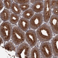 CDC42EP2 Antibody, Novus Biologicals 0.1mL; Unlabeled:Antibodies, Polyclonal