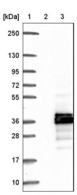 CDC42EP2 Antibody, Novus Biologicals 0.1mL; Unlabeled:Antibodies, Polyclonal