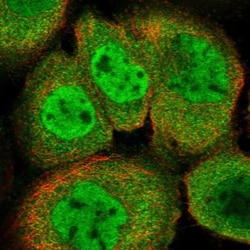 CDC42EP5 Antibody, Novus Biologicals 0.1mL; Unlabeled:Antibodies, Polyclonal