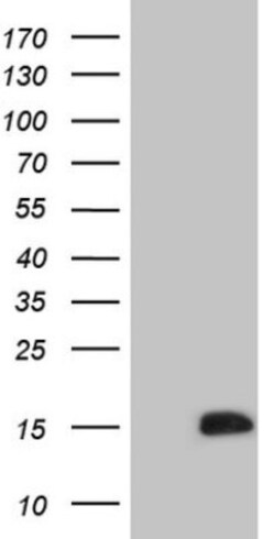 CDC42SE2 Antibody (OTI1B12), Novus Biologicals 0.1mL; Unlabeled:Antibodies,
