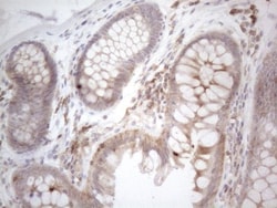 CDC42SE2 Antibody (OTI1B12), Novus Biologicals 0.1mL; Unlabeled:Antibodies,