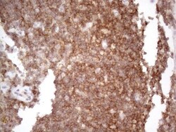 CDC42SE2 Antibody (OTI1B12), Novus Biologicals 0.1mL; Unlabeled:Antibodies,