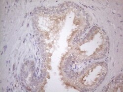 CDC42SE2 Antibody (OTI1B12), Novus Biologicals 0.1mL; Unlabeled:Antibodies,