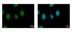 CDC45L Antibody, Novus Biologicals 0.1mg; Unlabeled:Antibodies, Polyclonal