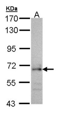 CDC45L Antibody, Novus Biologicals 0.1mg; Unlabeled:Antibodies, Polyclonal