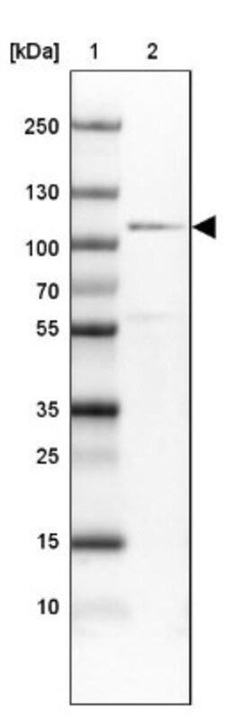 CDC5L Antibody, Novus Biologicals 0.1mL; Unlabeled:Antibodies, Polyclonal