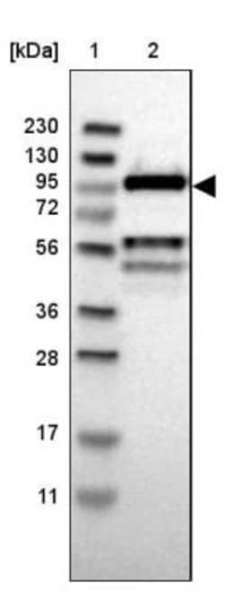 CDC5L Antibody, Novus Biologicals:Antibodies:Primary Antibodies