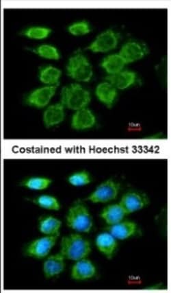 Cdc6 Antibody, Novus Biologicals 0.1mL; Unlabeled:Antibodies, Polyclonal
