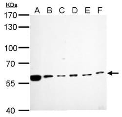 Cdc6 Antibody, Novus Biologicals 0.1mL; Unlabeled:Antibodies, Polyclonal