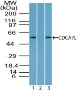CDCA7L Antibody, Novus Biologicals 0.1mg; Unlabeled:Antibodies, Polyclonal