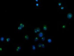 CDCP1 Antibody (OTI2C1), Novus Biologicals 0.1 mL | Buy Online | Novus Biologicals | Fisher Scientific