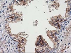 CDCP1 Antibody (OTI2C1), Novus Biologicals 0.1 mL | Buy Online | Novus Biologicals | Fisher Scientific