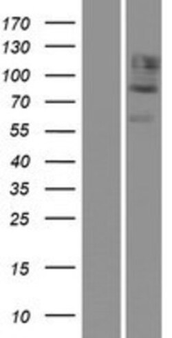Novus Biologicals&trade;&nbsp;Cadherin-12 Overexpression Lysate