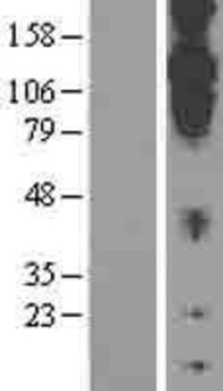 Novus Biologicals&trade;&nbsp;Cadherin-20 Overexpression Lysate