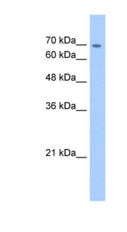Cadherin-22 Antibody, Novus Biologicals:Antibodies:Primary Antibodies