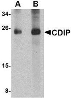 CDIP Antibody - BSA Free, Novus Biologicals 0.025 mg, Unconjugated:Antibodies,