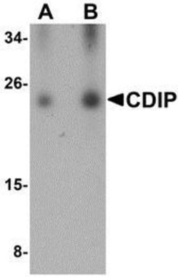 CDIP Antibody - BSA Free, Novus Biologicals 0.025 mg, Unconjugated:Antibodies,