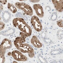 Cdk3 Antibody, Novus Biologicals 0.1mL; Unlabeled:Antibodies, Polyclonal