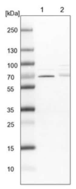 CDK5RAP3 Antibody, Novus Biologicals 0.1mL; Unlabeled:Antibodies, Polyclonal