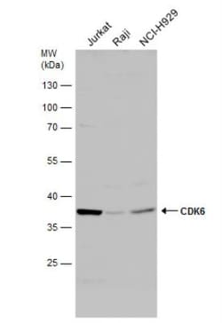 Cdk6 Antibody, Novus Biologicals 0.1 mL | Buy Online | Novus Biologicals | Fisher Scientific