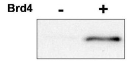 Cdk9, p Thr29 Antibody, Novus Biologicals 0.1mg; Unlabeled:Antibodies,