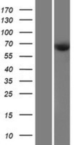 Novus Biologicals&trade;&nbsp;CDKAL1 Overexpression Lysate