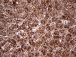 CDKL2 Antibody (OTI12C2), Novus Biologicals 0.1 mL | Buy Online | Novus Biologicals | Fisher Scientific