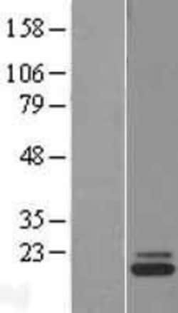 Novus Biologicals&trade;&nbsp;CDNF Overexpression Lysate