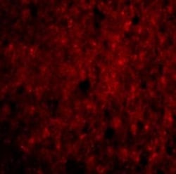 CDNF Antibody - BSA Free, Novus Biologicals 0.1mg; Unlabeled:Antibodies,