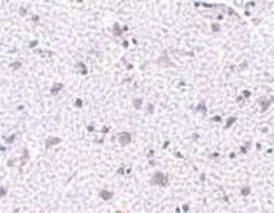 CDNF Antibody - BSA Free, Novus Biologicals 0.1mg; Unlabeled:Antibodies,