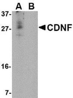 CDNF Antibody - BSA Free, Novus Biologicals 0.1mg; Unlabeled:Antibodies,