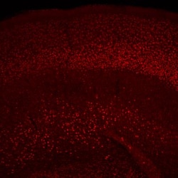 CDP/CUTL1 Antibody, Novus Biologicals:Antibodies:Primary Antibodies
